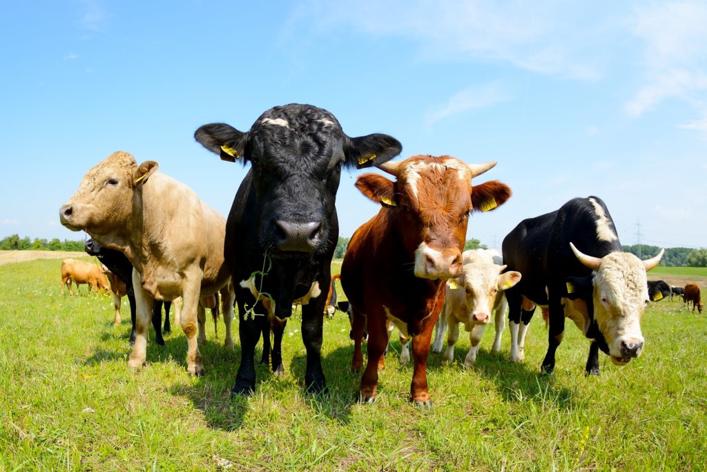 Nutztierbedarf-Bullen auf der Weide