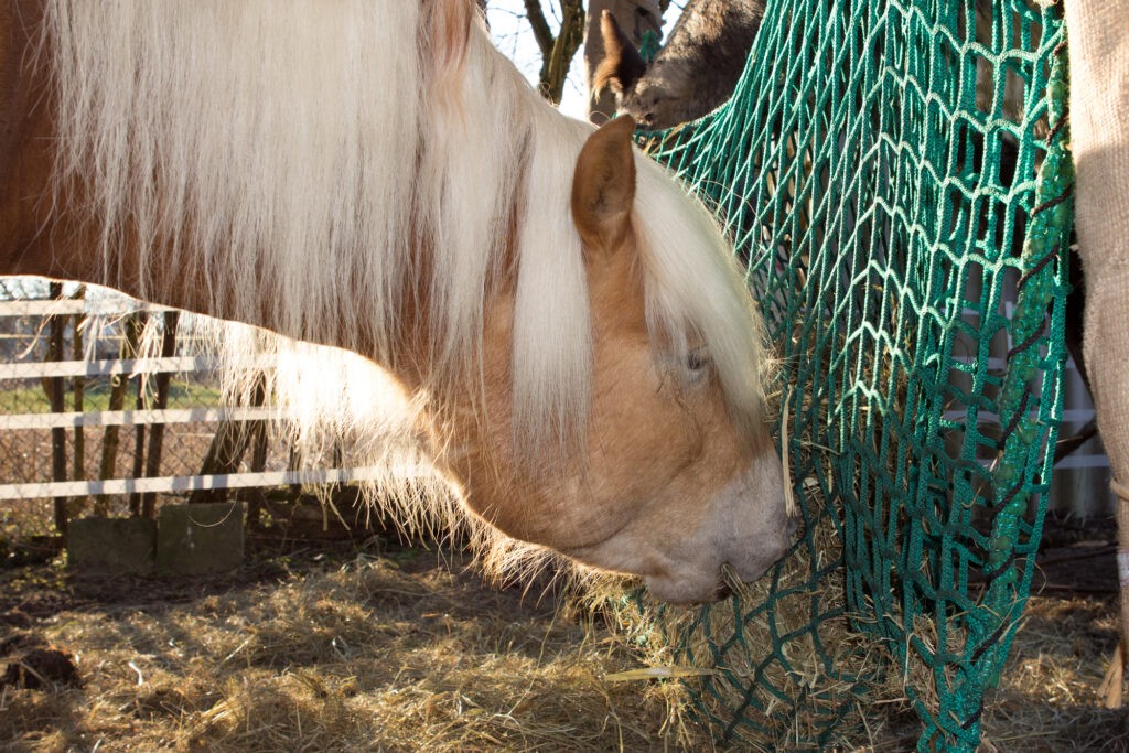 Pferd frisst aus Heusparnetz