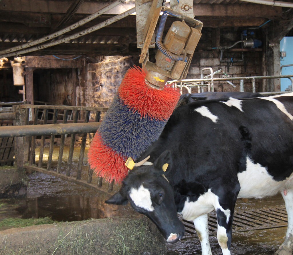 Kuh lässt sich an einer elektrischen Viehbürste gut gehen